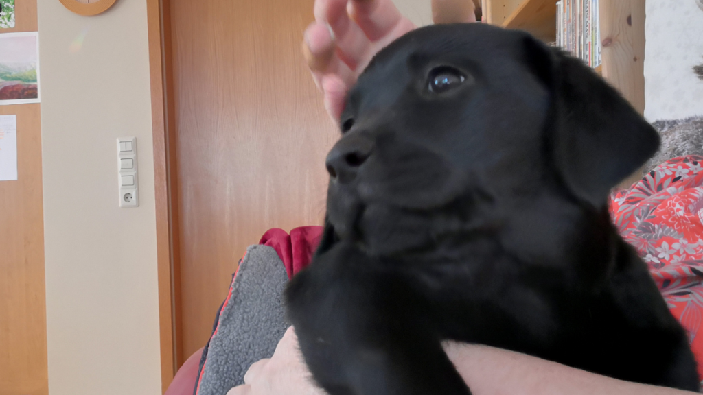 Hunde barfen