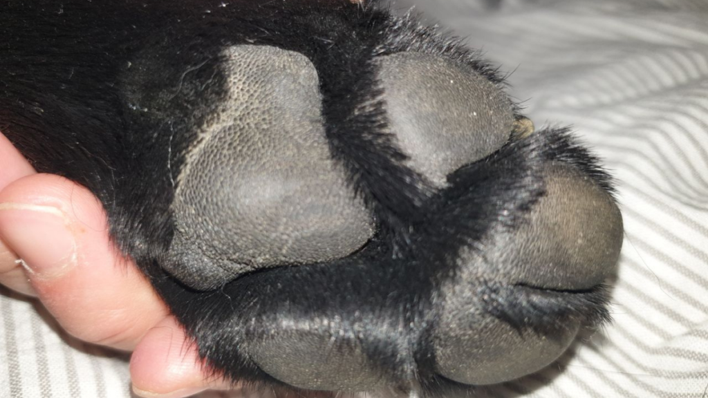 Hund Ballen Verletzt