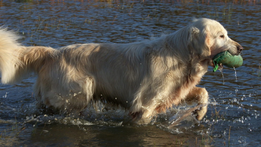 Golden Retriever