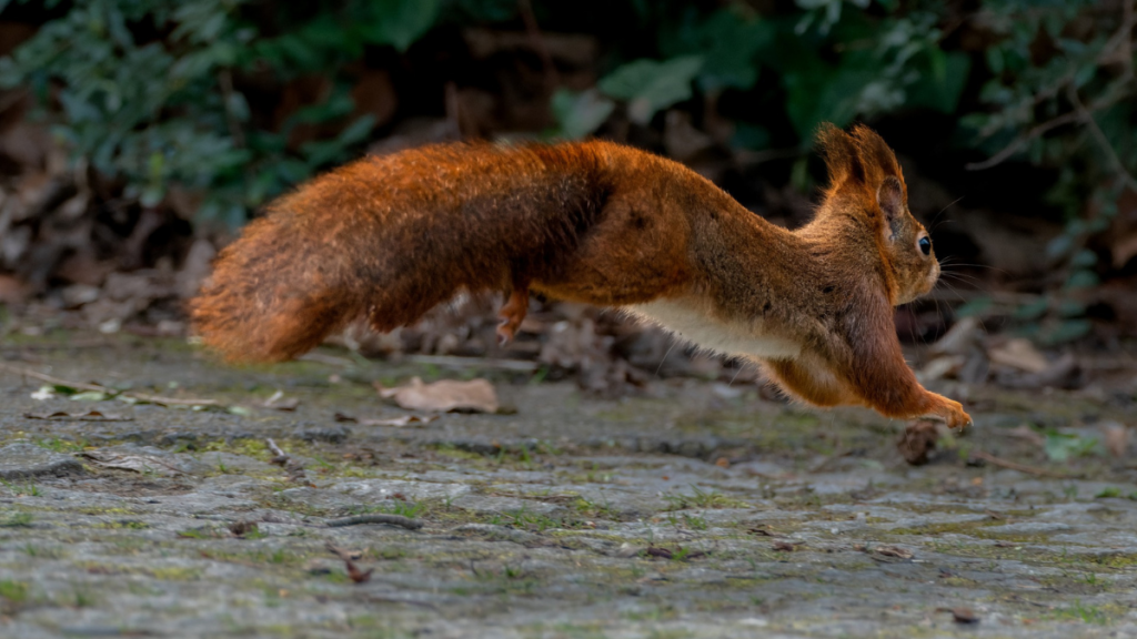 Eichhörnchen